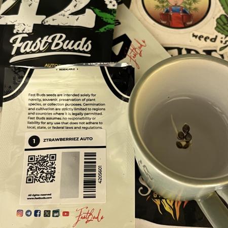 Comeback diary - Sponsored by FastBuds!