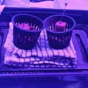 Pineapple chunk (First Try)