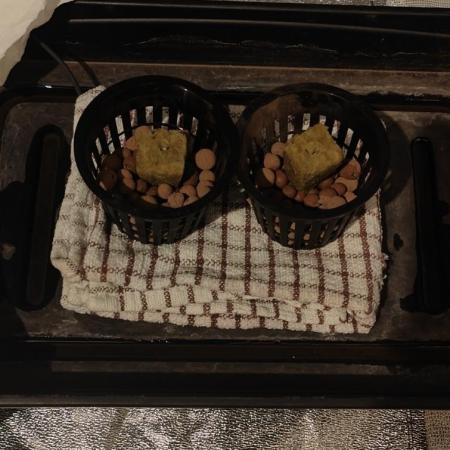 Pineapple chunk (First Try)