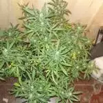 Auto Cinderella Jack