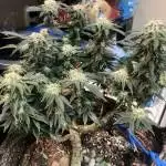 Zkittlez