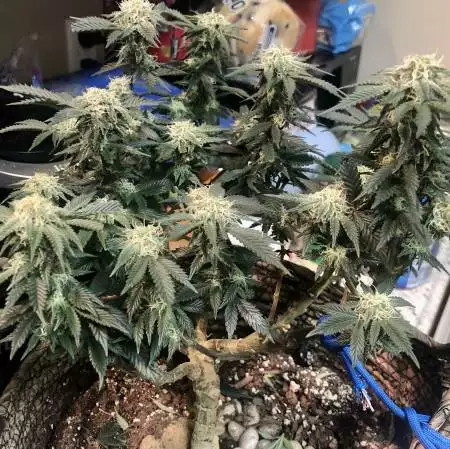 Zkittlez