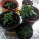 2nd grow )