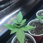 First Grow