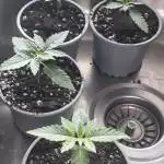 RED HOT COOKIES 4x4