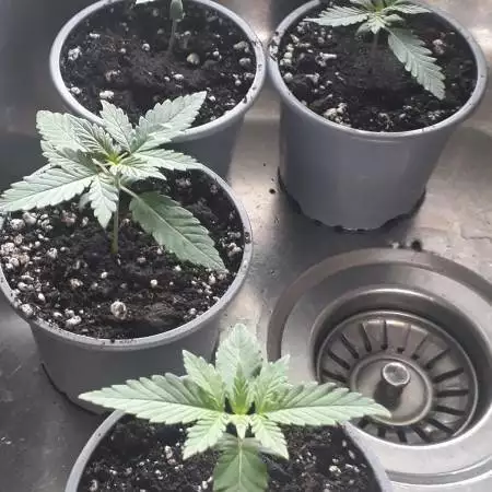 RED HOT COOKIES 4x4