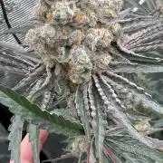 Super boof y Gary payton barneys farm