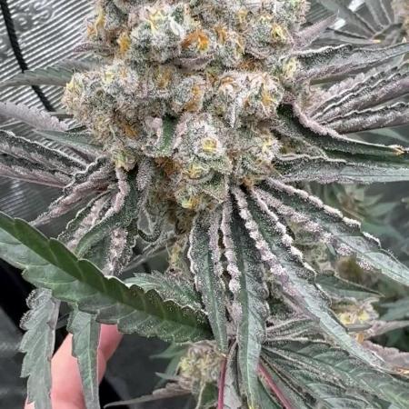 Super boof y Gary payton barneys farm