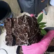 Bubblegum th seeds