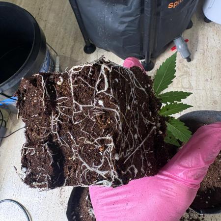 Bubblegum th seeds