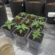 Bubblegum th seeds
