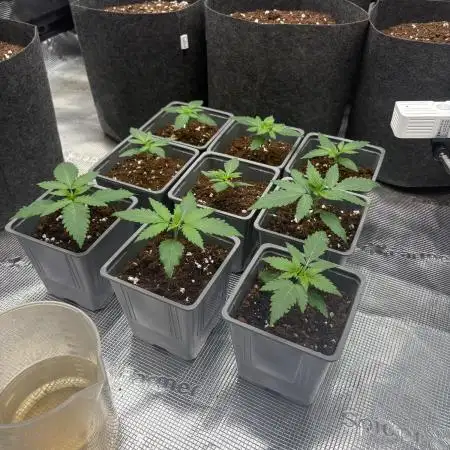 Bubblegum th seeds
