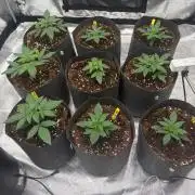 Bubblegum th seeds