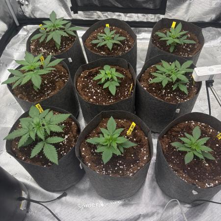 Bubblegum th seeds