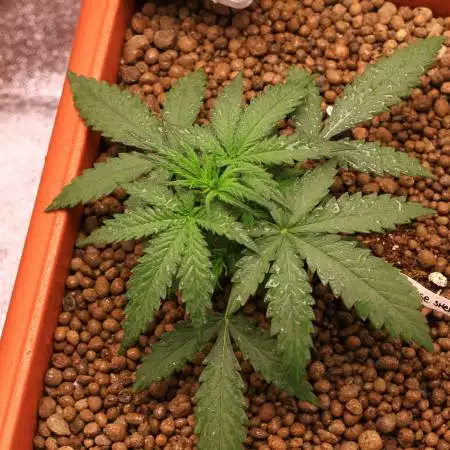 first grow orange sherbet