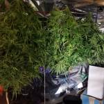 Supposed to be purple lemonade (2f4b)