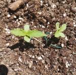 Amnesia Auto 1st Outdoor Grow w/ Twins