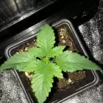 Barneys lsd