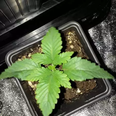 Barneys lsd