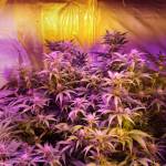 Smerkeydwc14 gorilla glue auto, AK 47