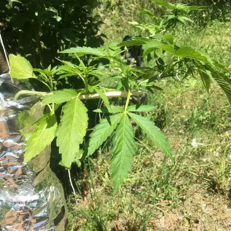 bottle grow experiment with autoflower