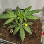 Mikeys_Stoned Diary