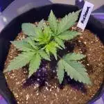 Blue Dream Auto