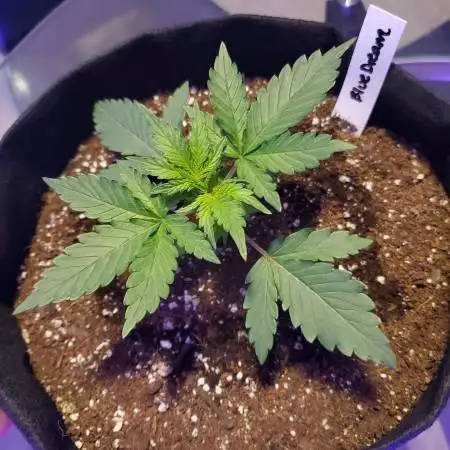Blue Dream Auto