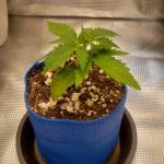 Dutch Passion CBD Auto Blackberry Kush