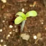 Mimosa Evo / Dos Si Dos 33 Indoor Grow