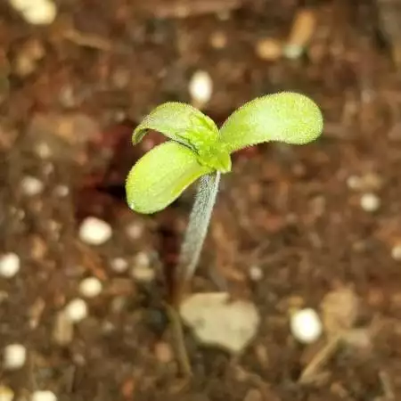 Mimosa Evo / Dos Si Dos 33 Indoor Grow