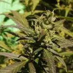 Exterior 2020- Dinafem-Sweet Seeds-42FB