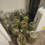 Blue dream third go