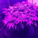 Alaskan Purple DWC/CoCo