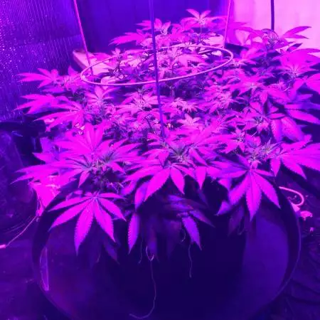 Alaskan Purple DWC/CoCo