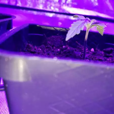 Blackberry kush auto 