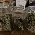Barney’s Farm