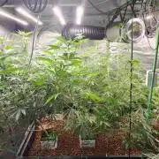 Cereal milk and truffle aloha #2 clones