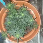 Fastbuds Zkittlez Auto