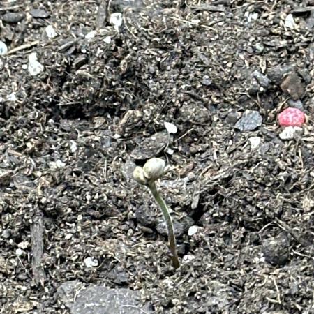 Wedding Cake Auto RQS