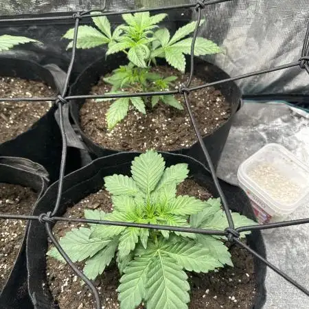 Wedding Cake Auto RQS