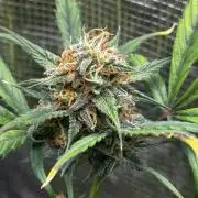 GOAT'lato Auto RQS