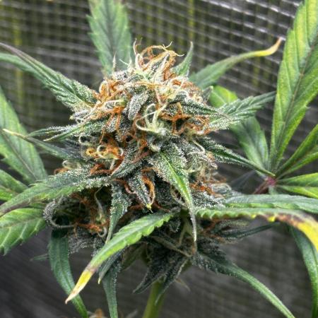 GOAT'lato Auto RQS