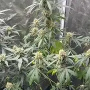 RQS Auto Family