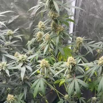 RQS Auto Family