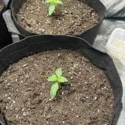 Wedding Cake Auto RQS