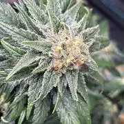 Biscotti Royal Queen