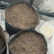 Wedding Cake Auto RQS