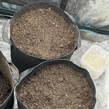 Wedding Cake Auto RQS