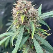 RQS Auto Family